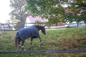 Chester Springs PA horses