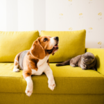 5 Things To Know If You Are a Pet Owner
